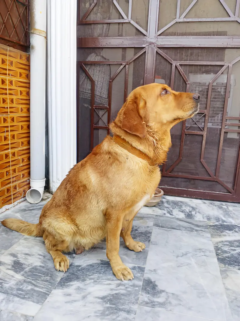 British Labrador breeder female — photo 2