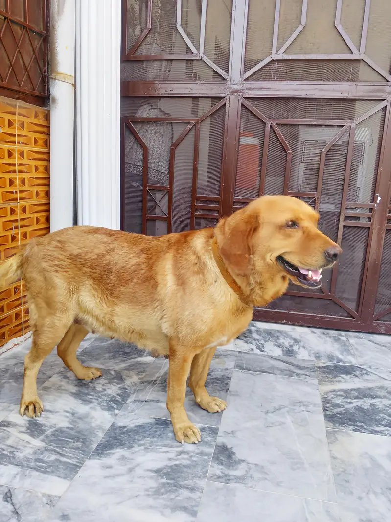 British Labrador breeder female — photo 3