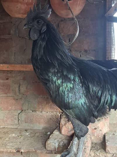 Ayam cemani