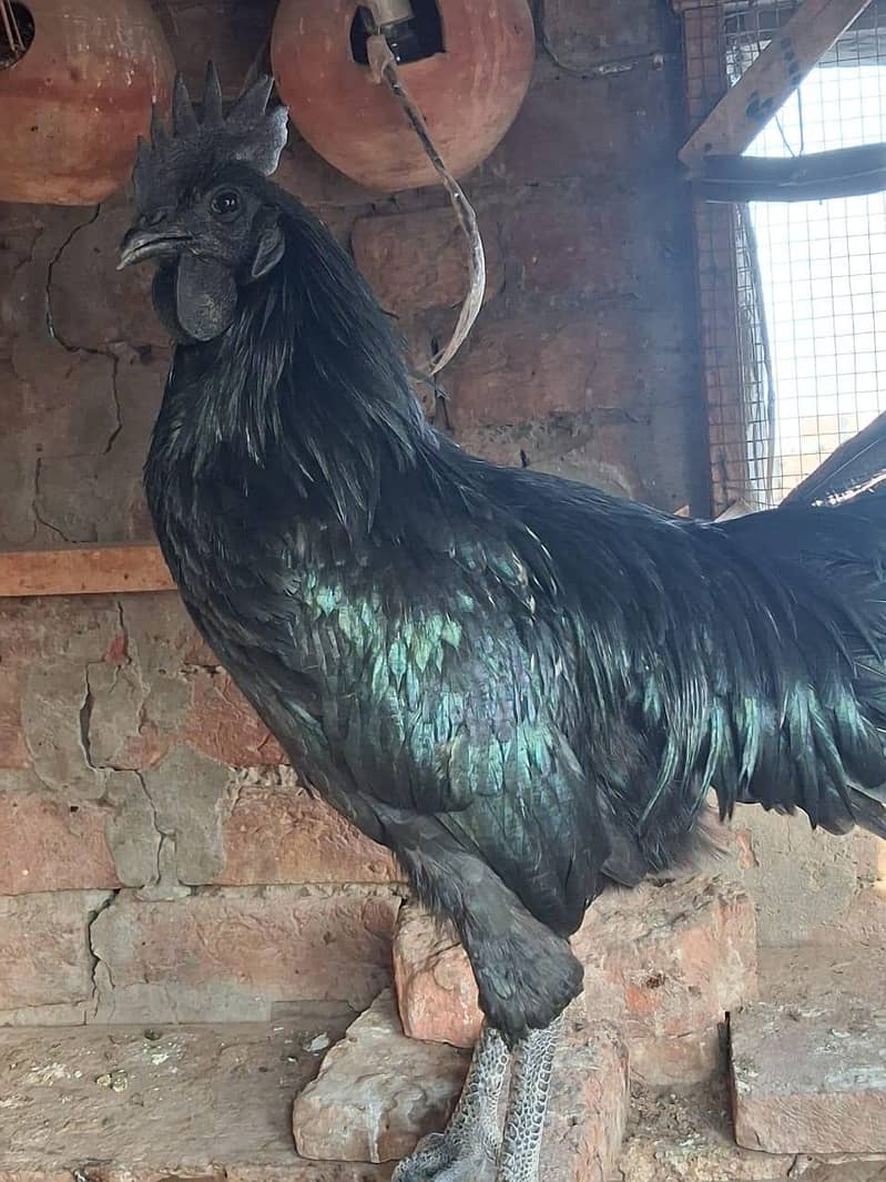 Ayam cemani 1