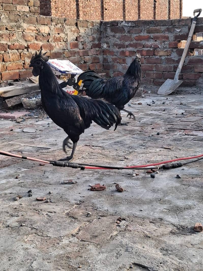 Ayam cemani 2