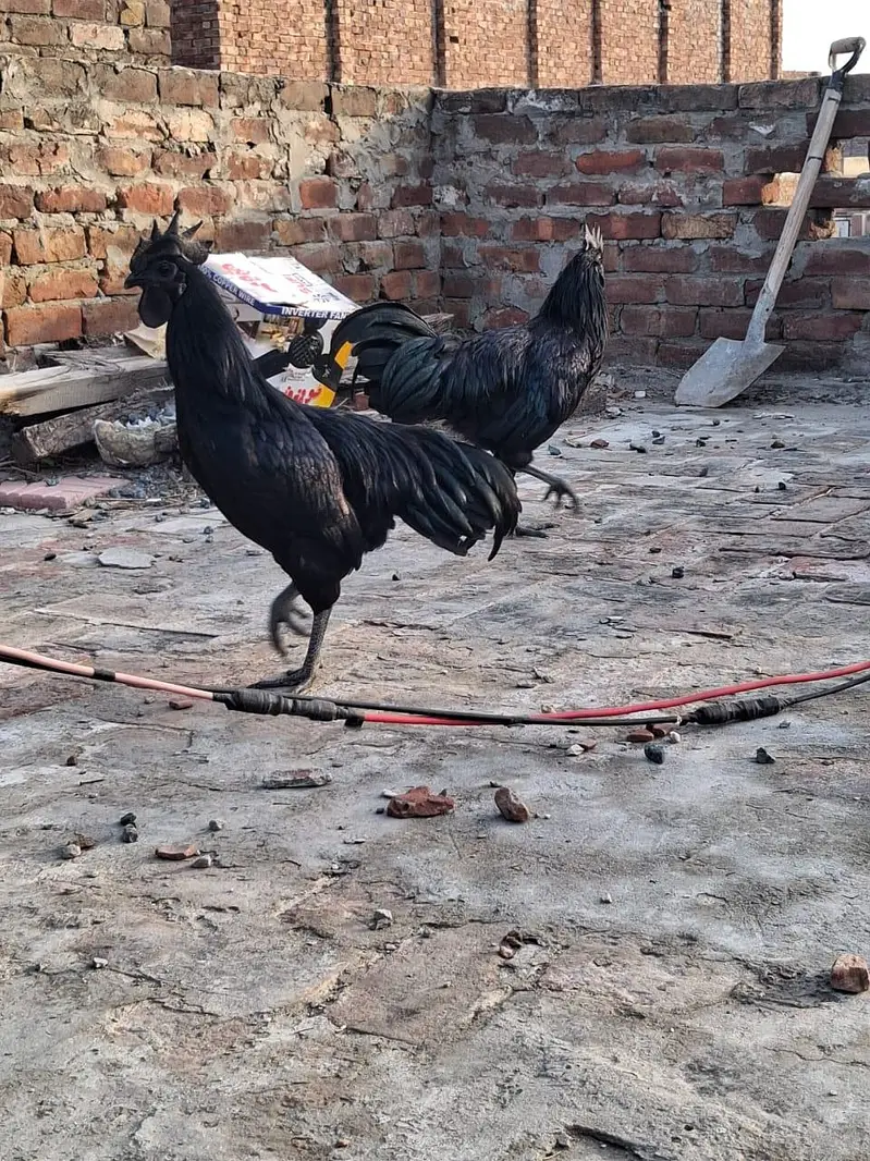 Ayam cemani — photo 3