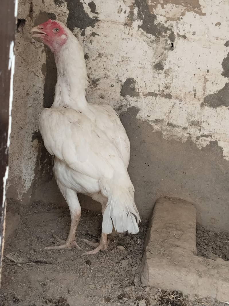 aseal hen filter 0