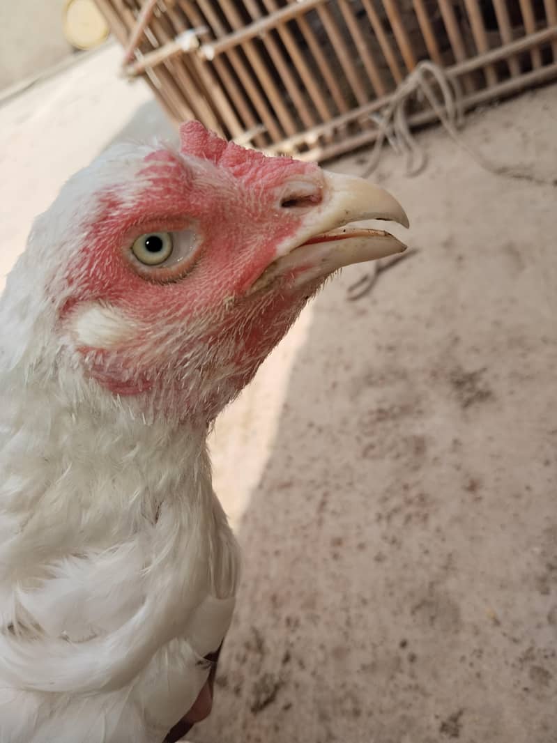 aseal hen filter 1