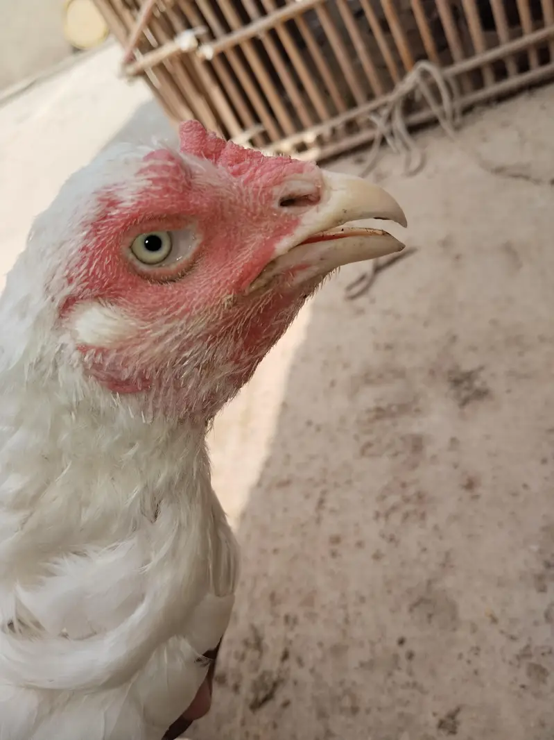 aseal hen filter — photo 2
