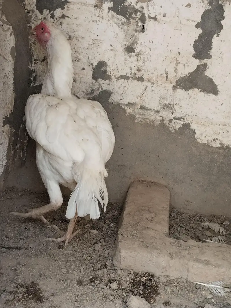aseal hen filter — photo 3