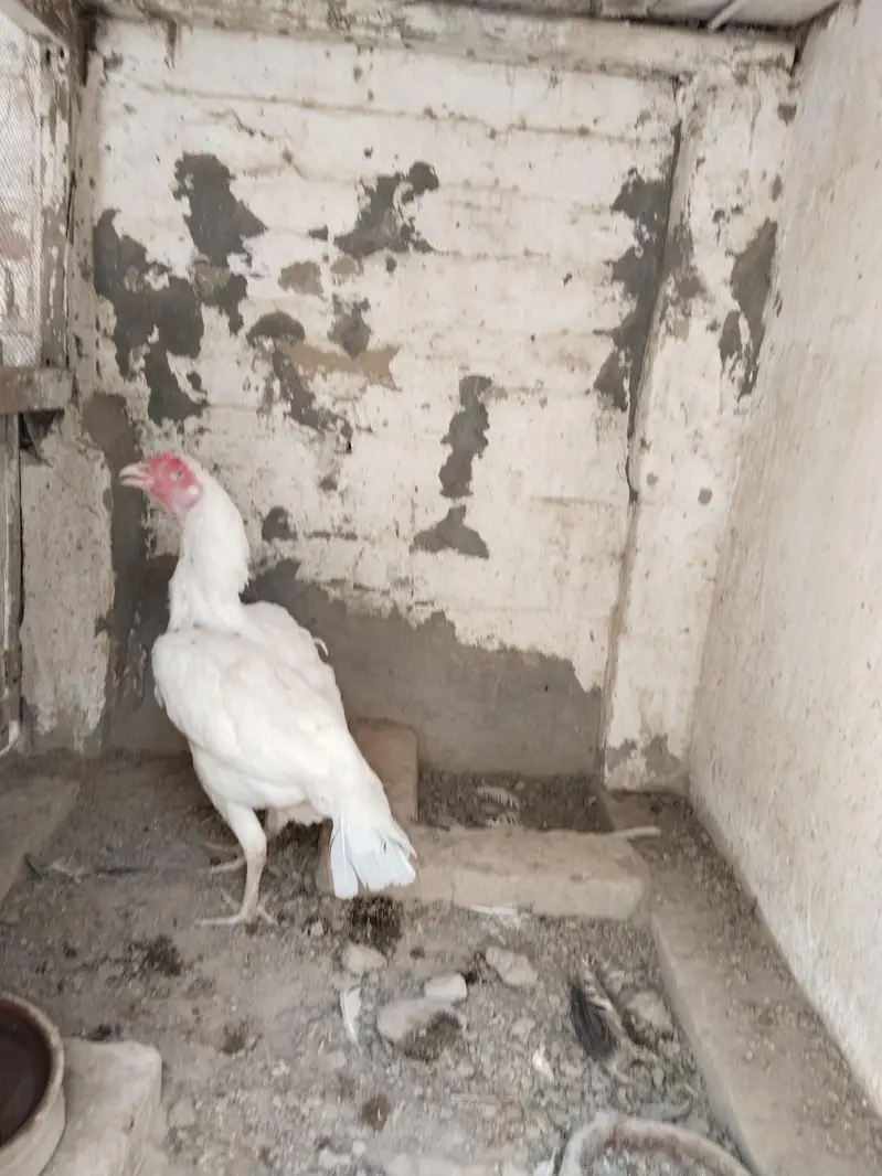 aseal hen filter — photo 4