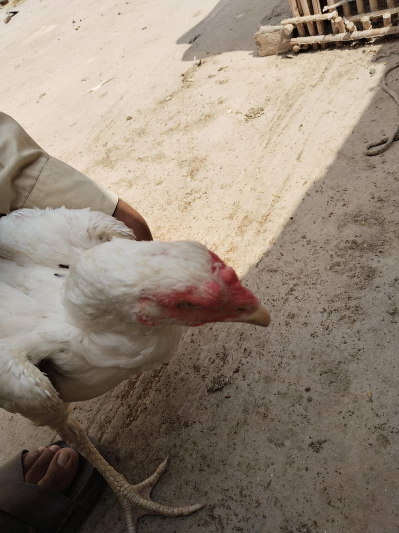 aseal hen filter 4