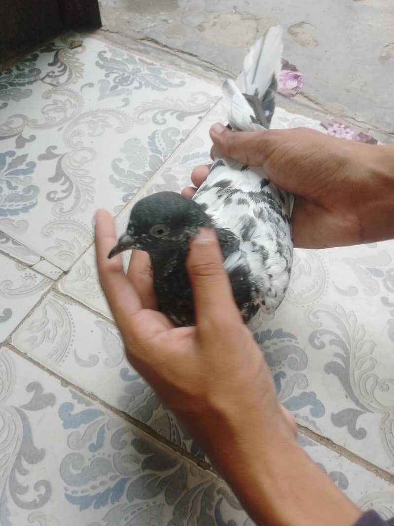 ferozpuri patha ha 6