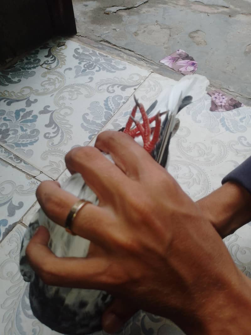 ferozpuri patha ha 7