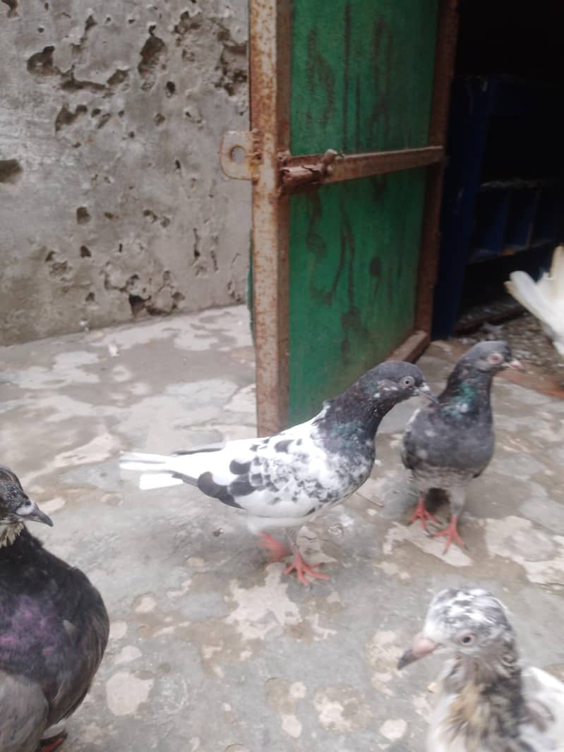 ferozpuri patha ha 8