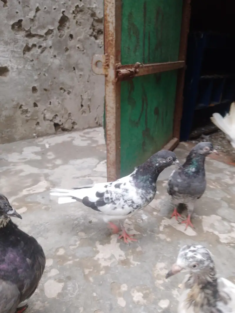 ferozpuri patha ha — photo 9