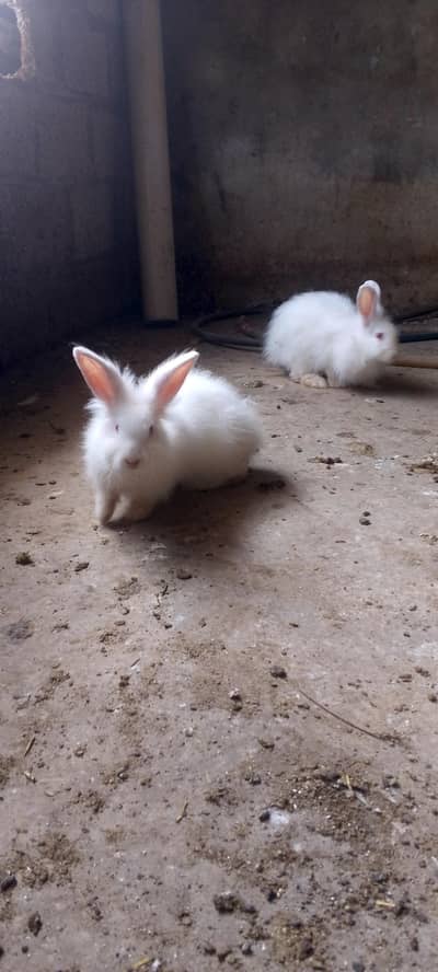 American angora