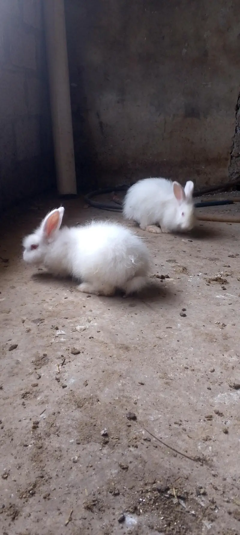 American angora — photo 2