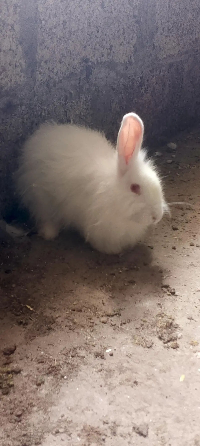 American angora — photo 3