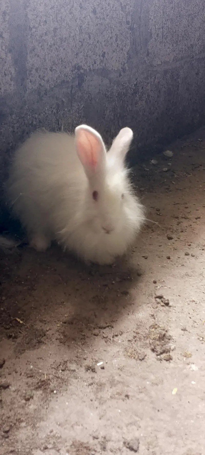 American angora — photo 4