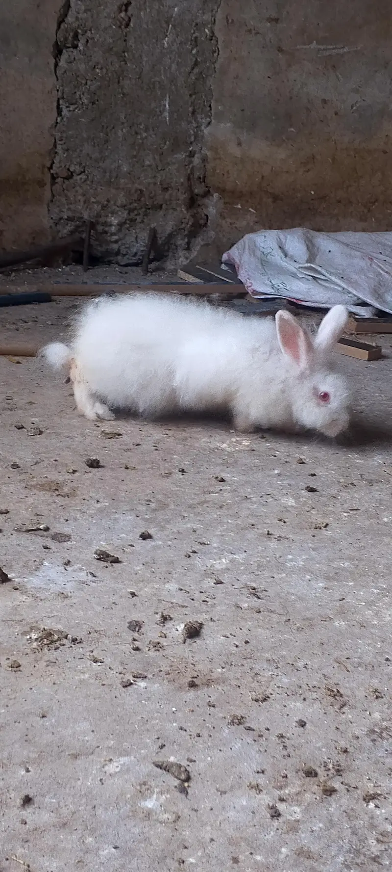 American angora — photo 5