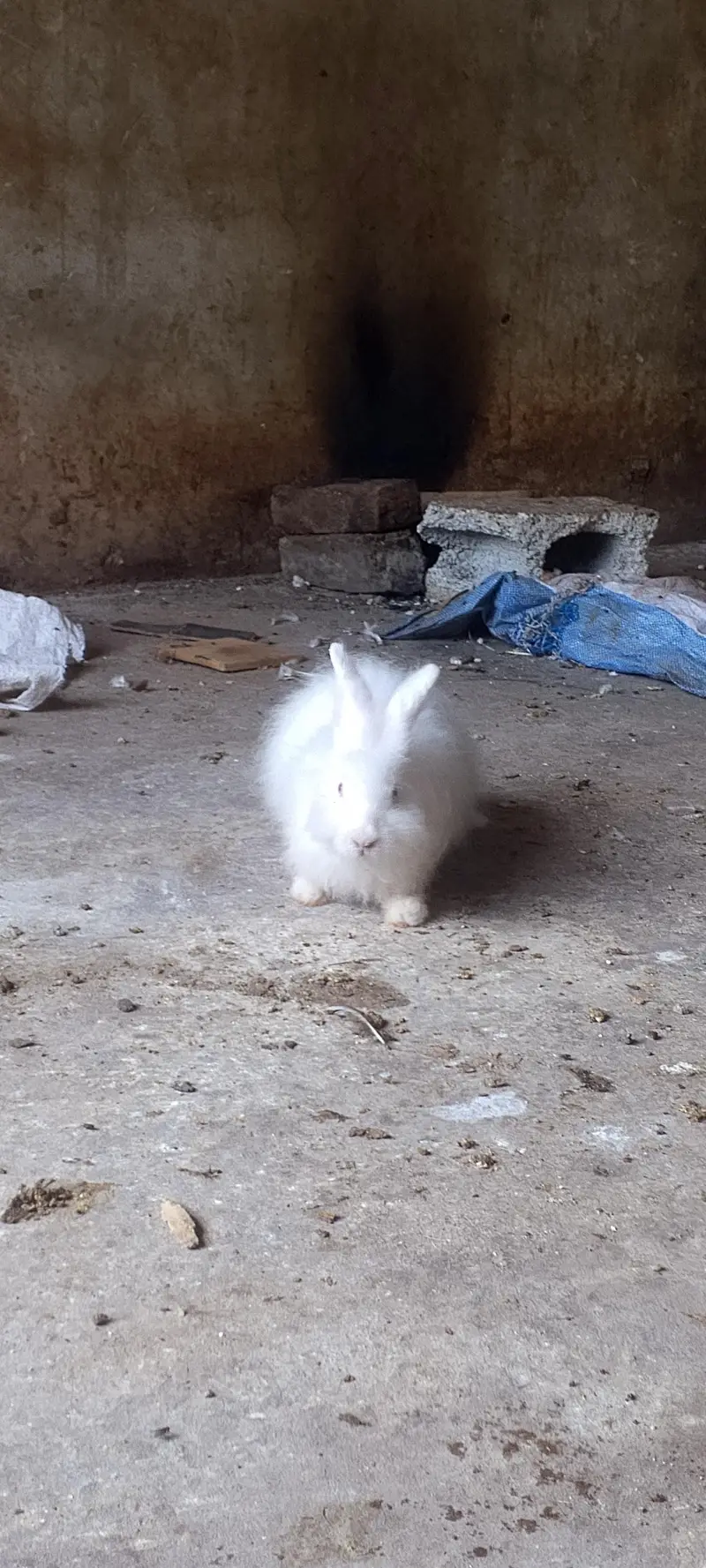 American angora — photo 6