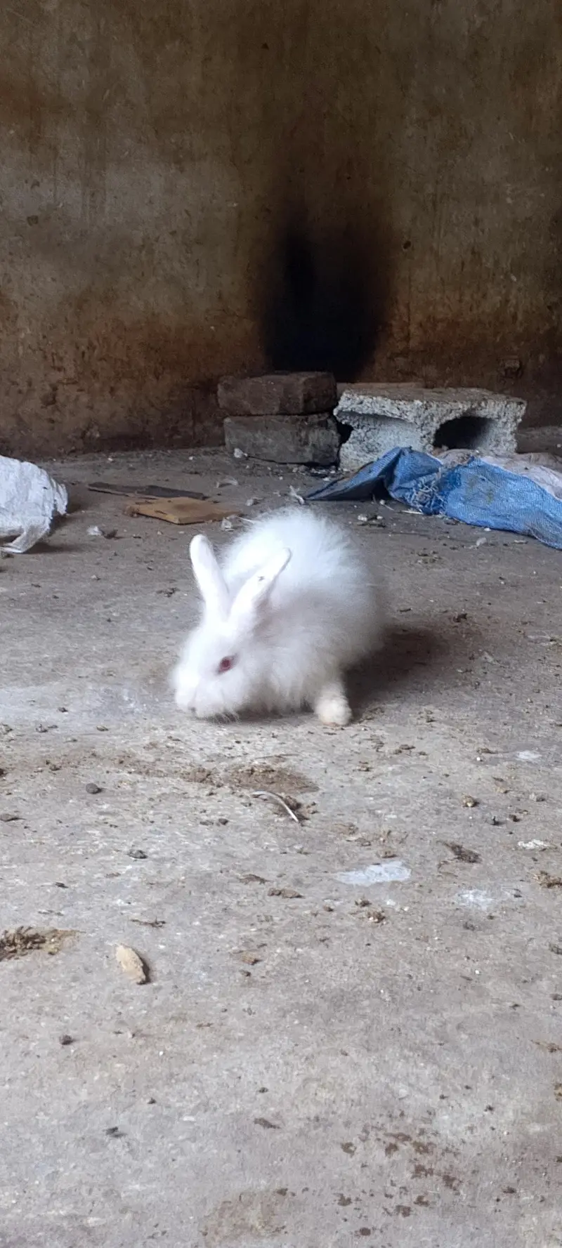 American angora — photo 7