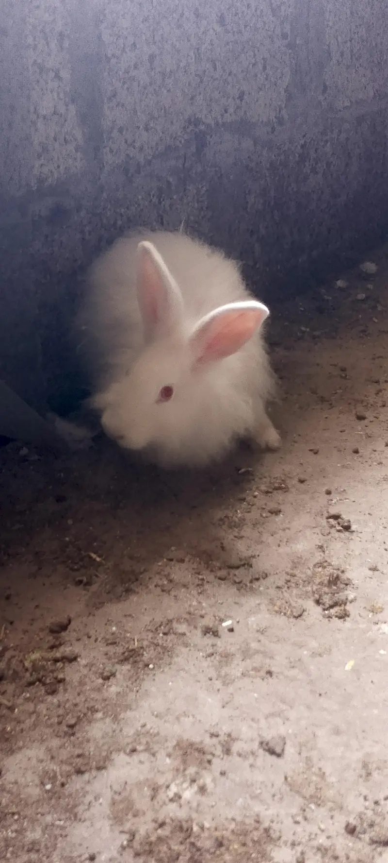 American angora — photo 8