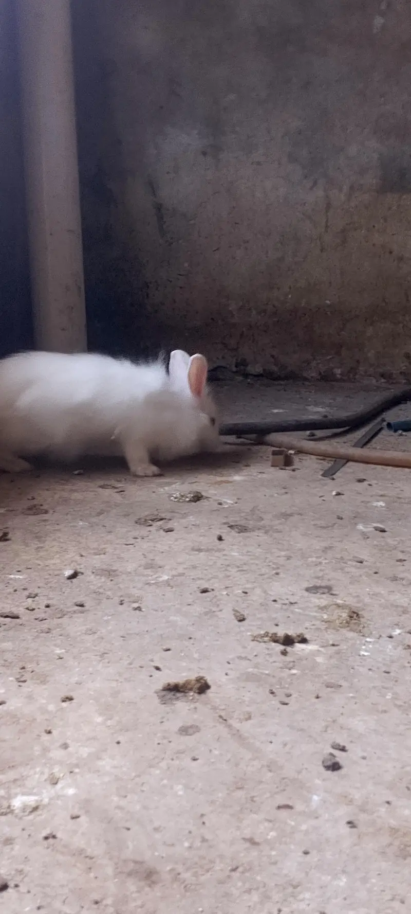 American angora — photo 9