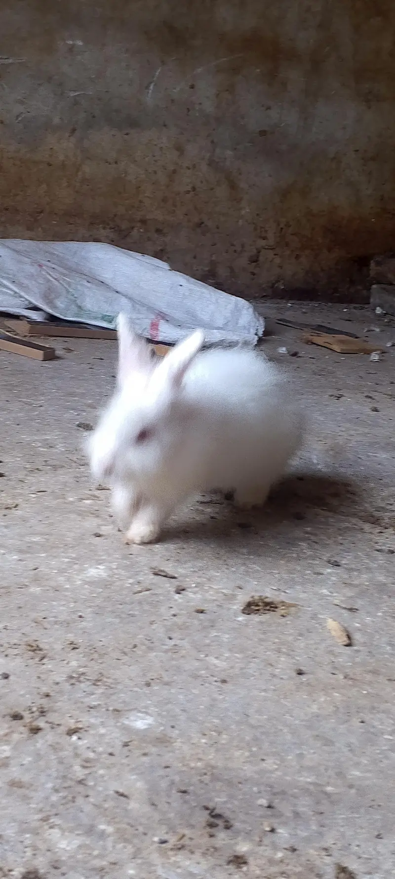 American angora — photo 10
