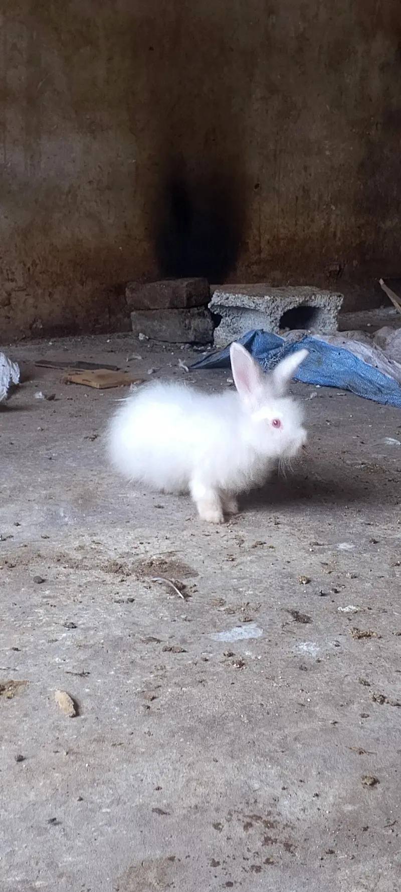 American angora — photo 11