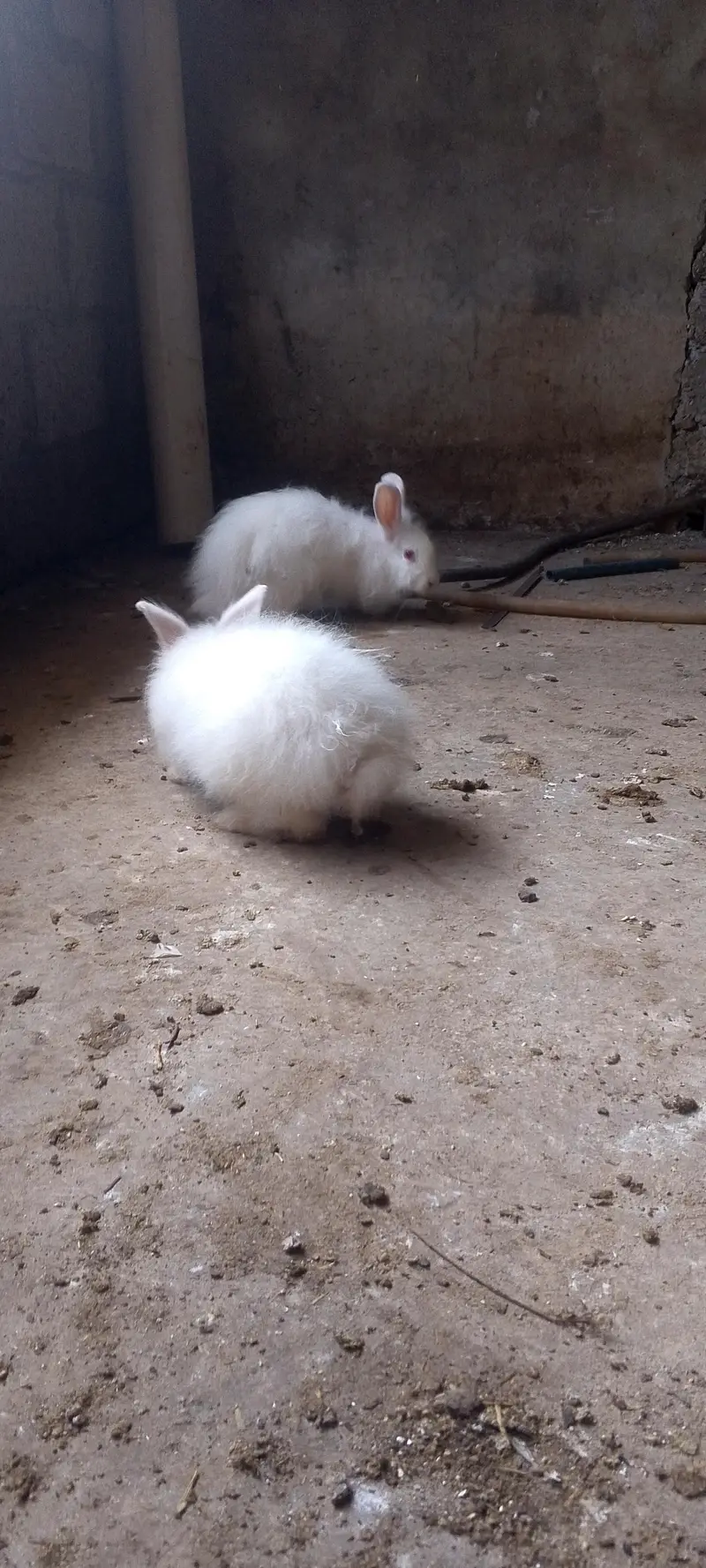 American angora — photo 12