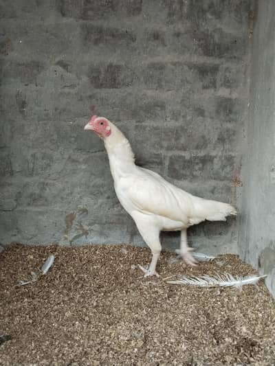 Heera Aseel Female