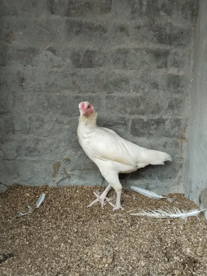 Heera Aseel Female — photo 2