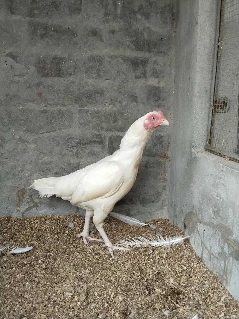 Heera Aseel Female — photo 3