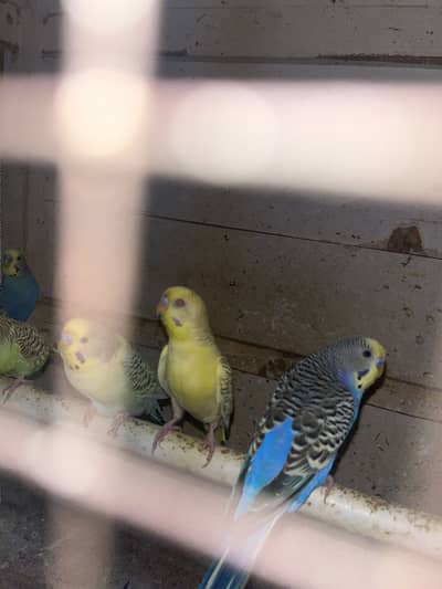 Budgie parrots for sale