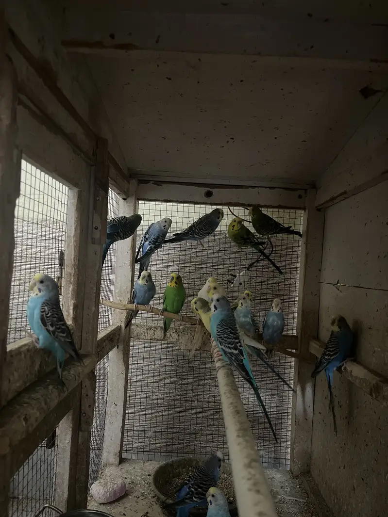 Budgie parrots for sale — photo 2