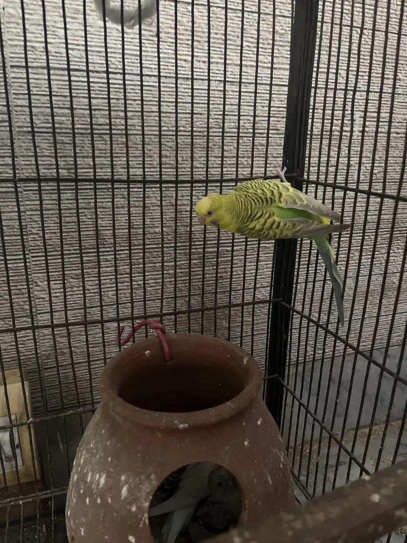 Budgie parrots for sale — photo 3