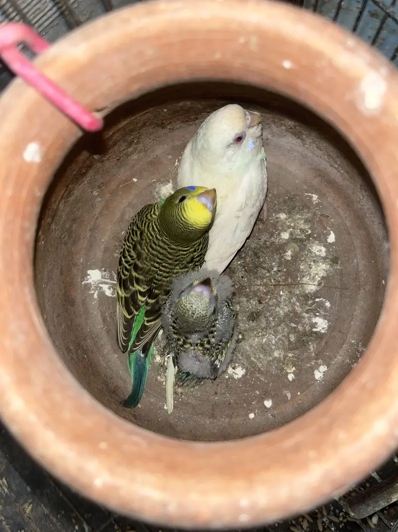 Budgie parrots for sale — photo 4