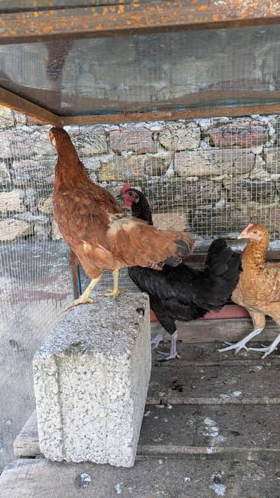 Healthy & Active Chickens for Sale | Good Quality | Reasonable Price
