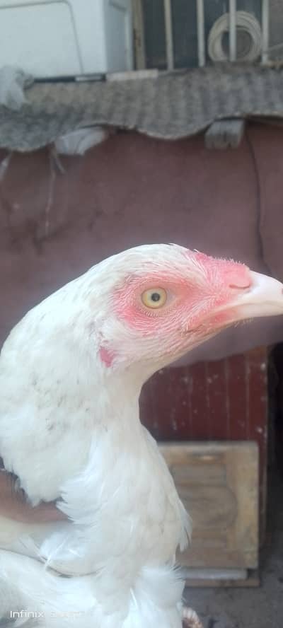 pure Heera aseel