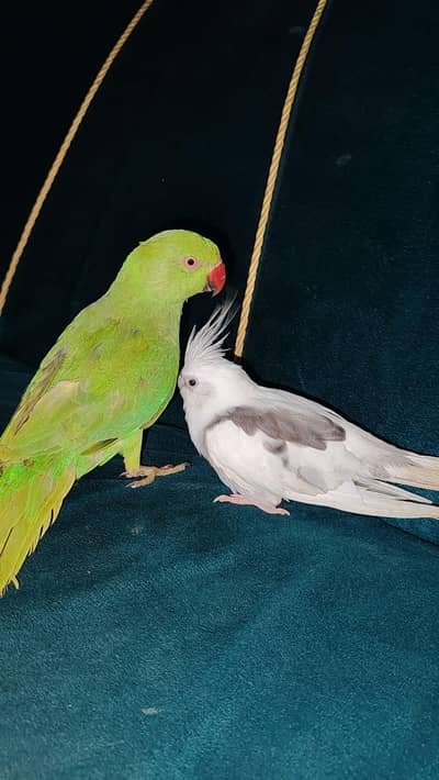 ring neck hand tame