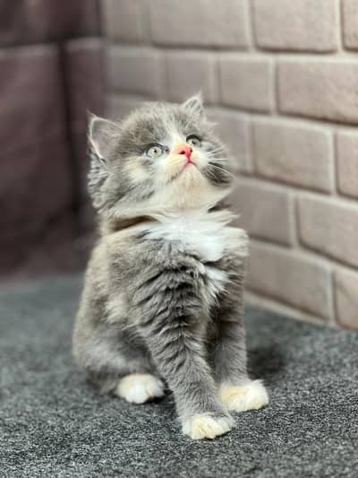 cash on delivery parshion kitten cat male female