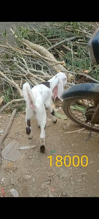 بکری کے بچے فورسین
