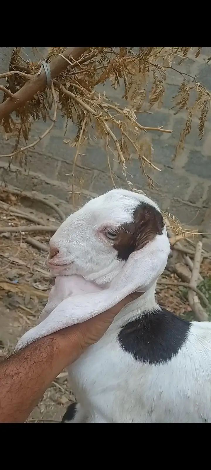 بکری کے بچے فورسین — photo 2