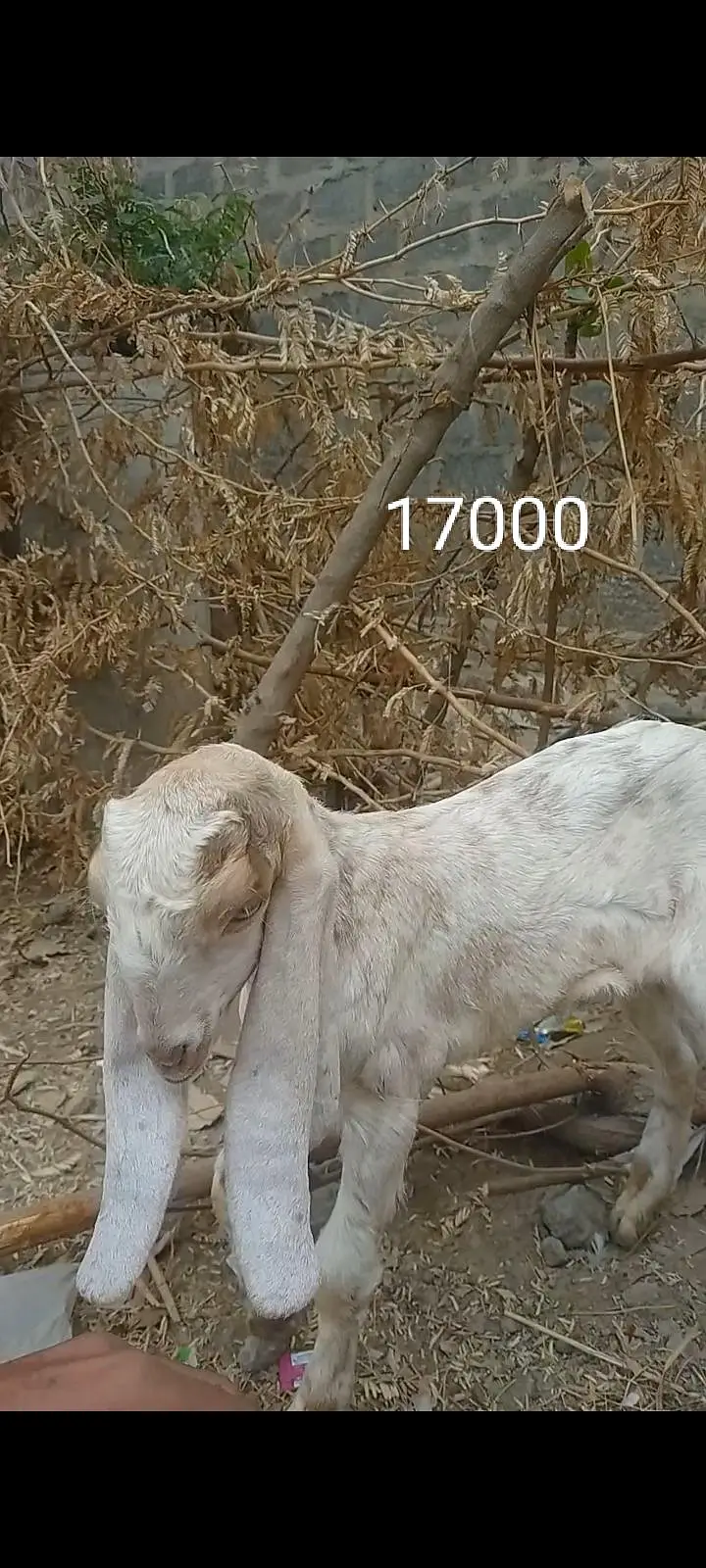 بکری کے بچے فورسین — photo 4