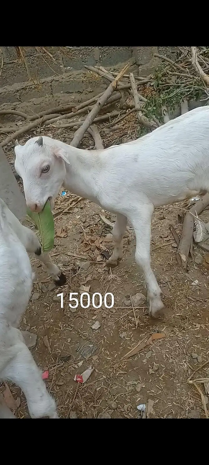 بکری کے بچے فورسین — photo 5