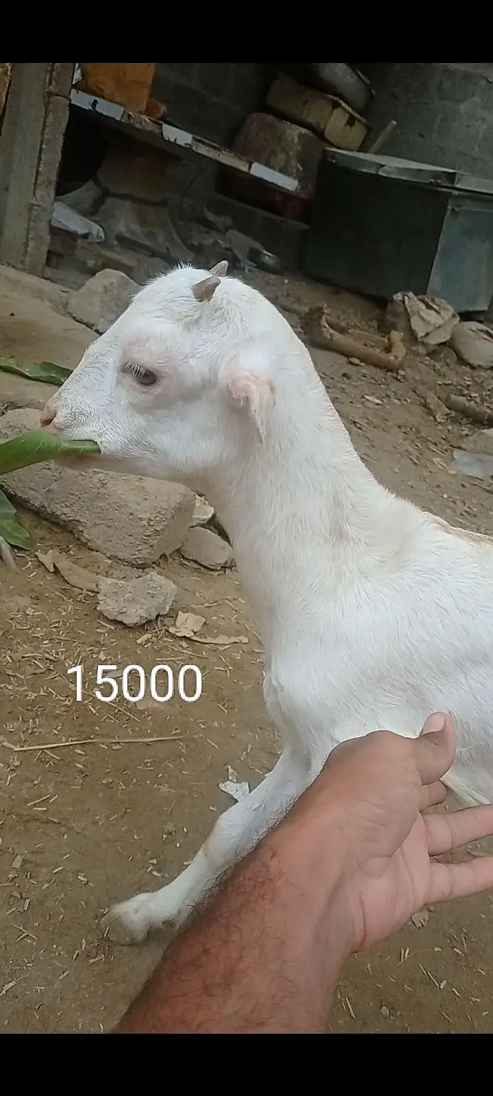 بکری کے بچے فورسین — photo 6