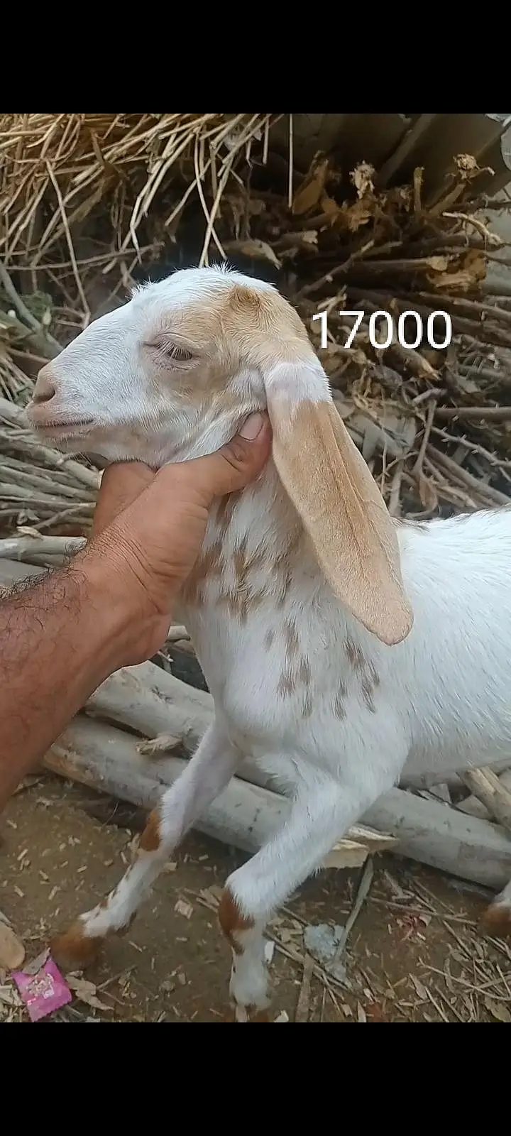 بکری کے بچے فورسین — photo 7