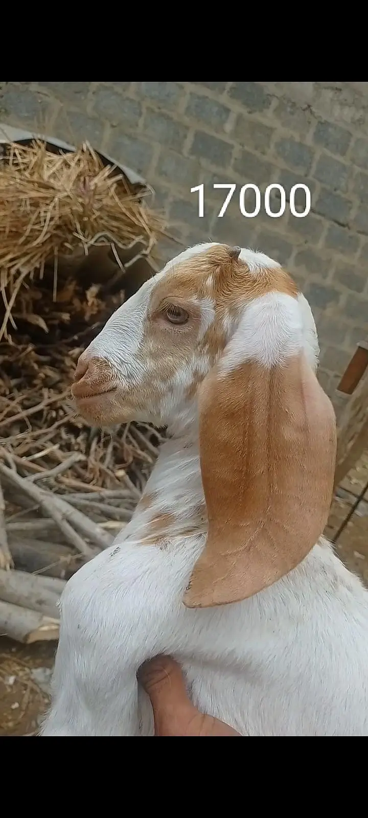 بکری کے بچے فورسین — photo 8