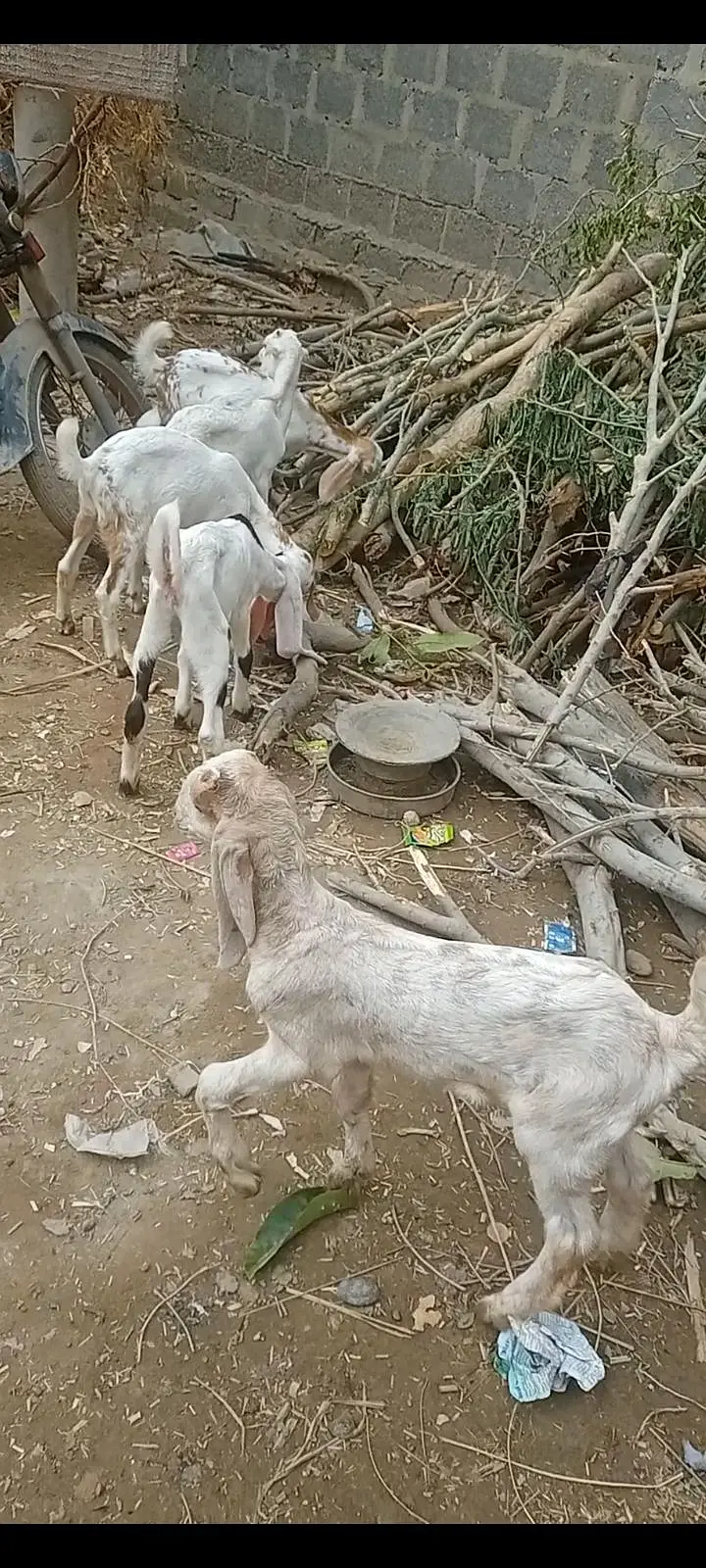 بکری کے بچے فورسین — photo 9