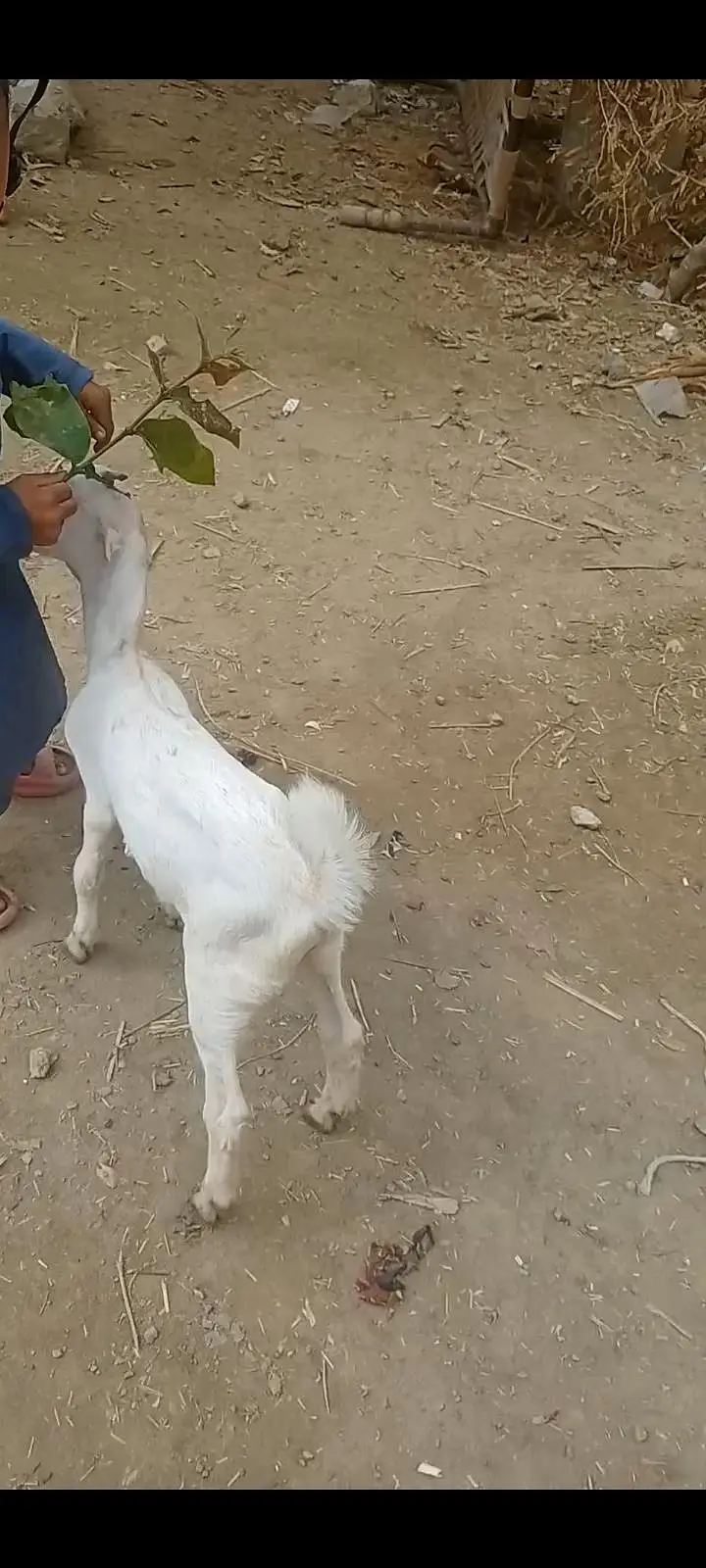 بکری کے بچے فورسین — photo 10