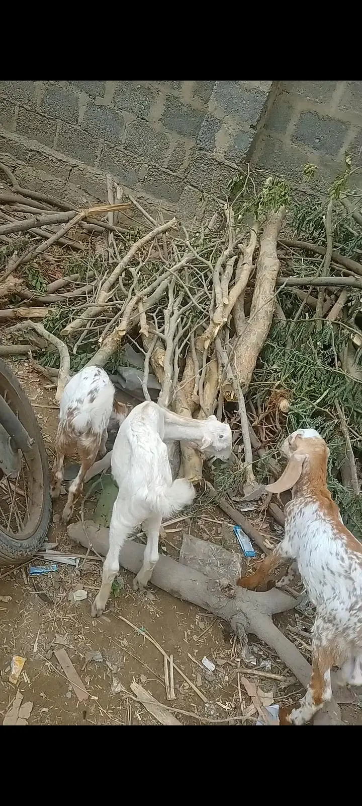 بکری کے بچے فورسین — photo 11