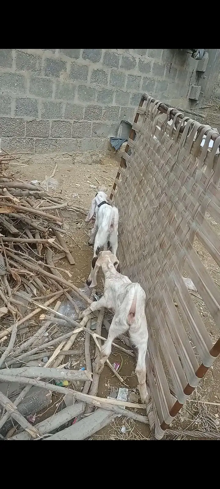 بکری کے بچے فورسین — photo 12